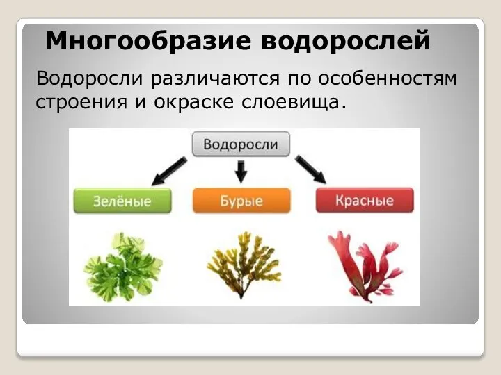Многообразие водорослей Водоросли различаются по особенностям строения и окраске слоевища.