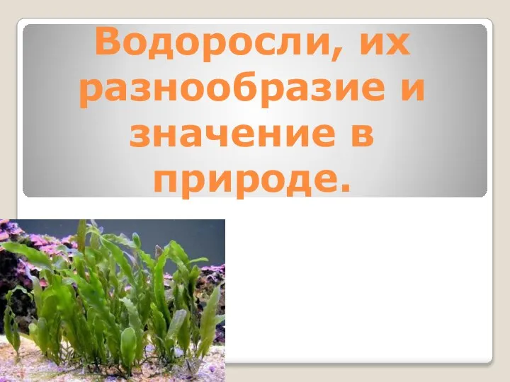 Водоросли, их разнообразие и значение в природе.