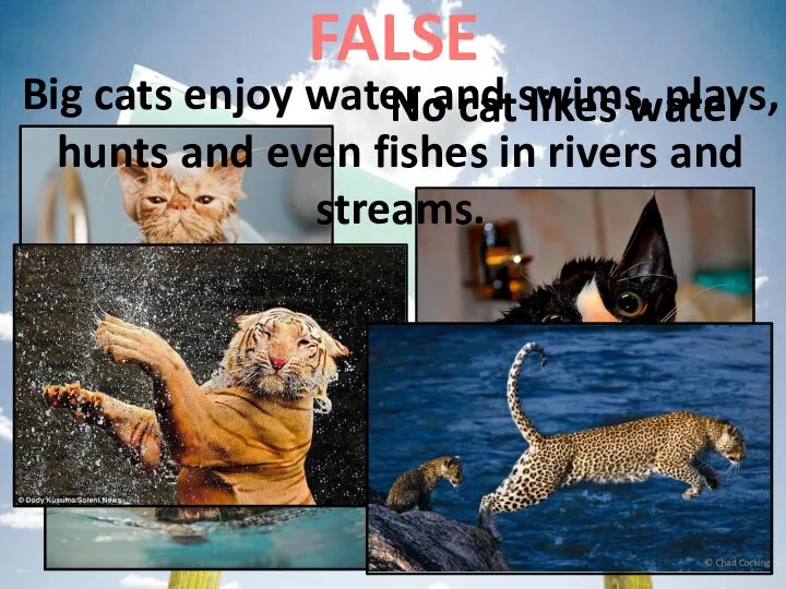 No cat likes water FALSE Big cats enjoy water and swims, plays,