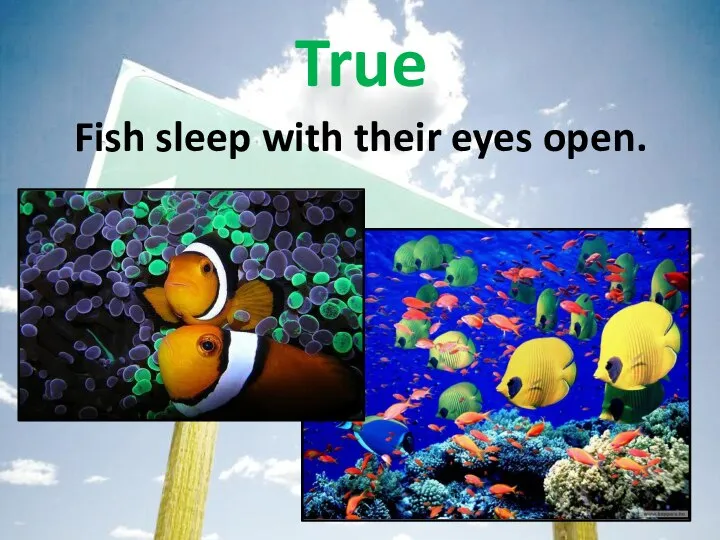 Fish sleep with their eyes open. True