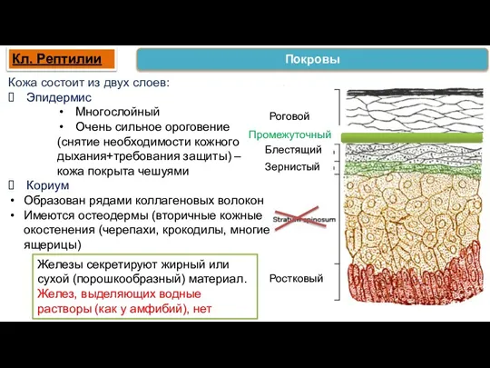 Железы секретируют жирный или сухой (порошкообразный) материал. Желез, выделяющих водные растворы (как