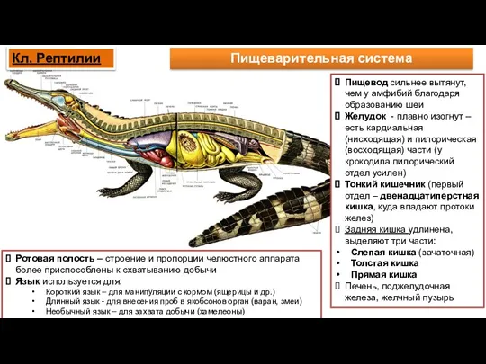 Пищеварительная система Пищевод сильнее вытянут, чем у амфибий благодаря образованию шеи Желудок