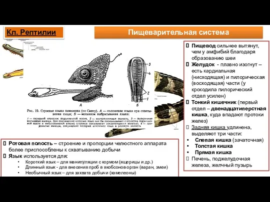 Пищеварительная система Пищевод сильнее вытянут, чем у амфибий благодаря образованию шеи Желудок