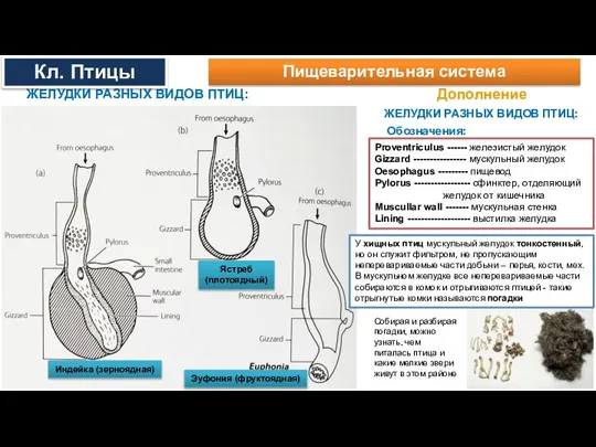 Дополнение ЖЕЛУДКИ РАЗНЫХ ВИДОВ ПТИЦ: Индейка (зерноядная) Ястреб (плотоядный) Эуфония (фруктоядная) Proventriculus