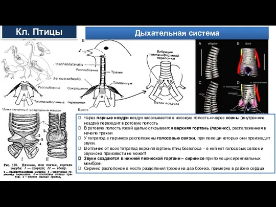 Через парные ноздри воздух засасывается в носовую полость и через хоаны (внутренние