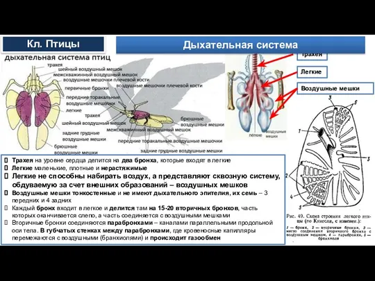 Трахея на уровне сердца делится на два бронха, которые входят в легкие