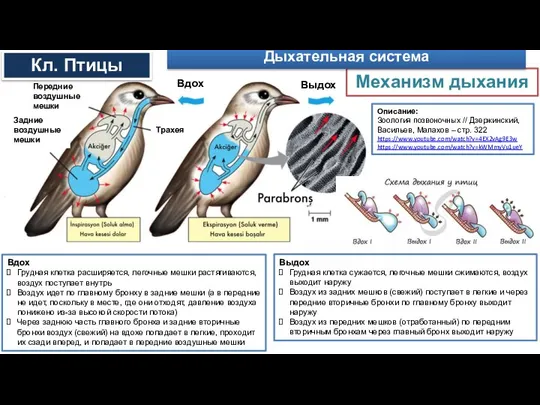 Описание: Зоология позвоночных // Дзержинский, Васильев, Малахов – стр. 322 https://www.youtube.com/watch?v=4EX2vAg9E3w https://www.youtube.com/watch?v=kWMmyVu1ueY