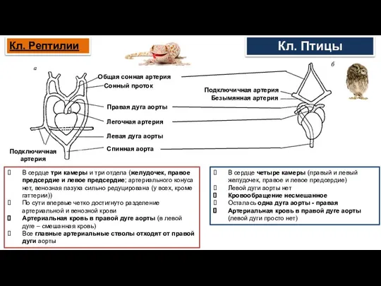 Кл. Птицы Общая сонная артерия Сонный проток Правая дуга аорты Легочная артерия