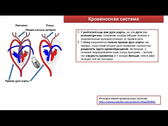 Рептилия Общие сонные артерии Кровеносная система У рептилий еще две дуги аорты,