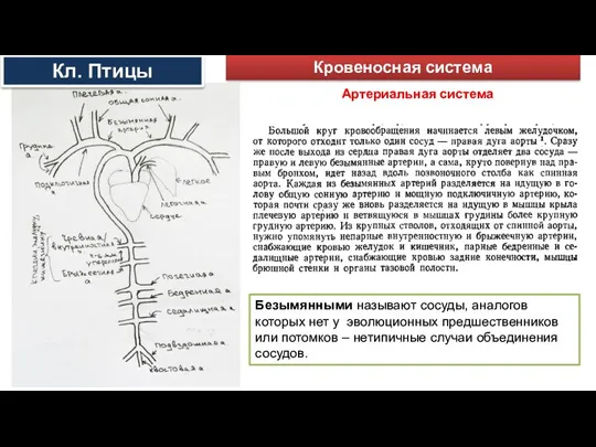 Артериальная система Кровеносная система Кл. Птицы Безымянными называют сосуды, аналогов которых нет