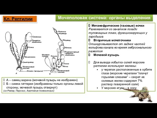 Мочеполовая система: органы выделения Кл. Рептилии А – самец варана (мочевой пузырь