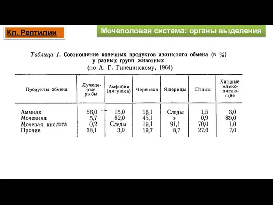 Мочеполовая система: органы выделения Кл. Рептилии