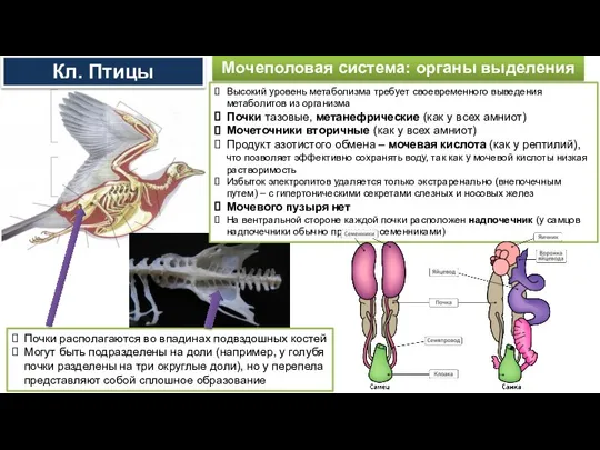 Мочеполовая система: органы выделения Почки располагаются во впадинах подвздошных костей Могут быть