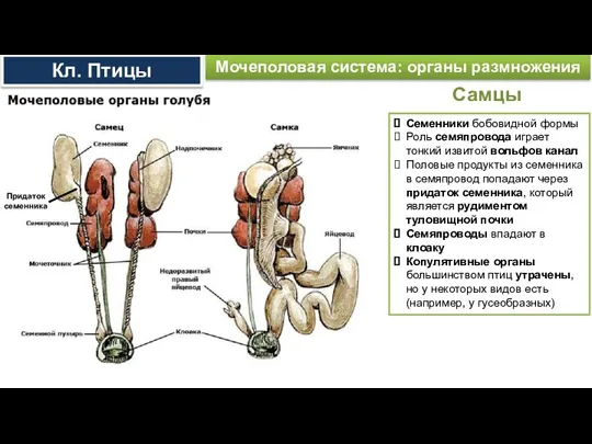 Самцы Мочеполовая система: органы размножения Семенники бобовидной формы Роль семяпровода играет тонкий