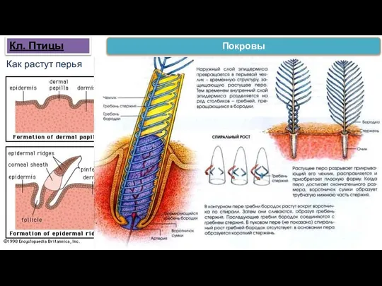 Как растут перья Покровы Кл. Птицы