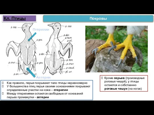 Как правило, перья покрывают тело птицы неравномерно У большинства птиц перья своими