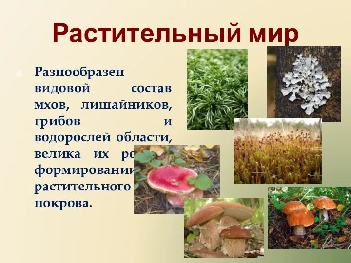 Растительный мир Разнообразен видовой состав мхов, лишайников, грибов и водорослей области, велика