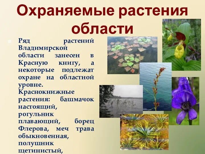Охраняемые растения области Ряд растений Владимирской области занесен в Красную книгу, а