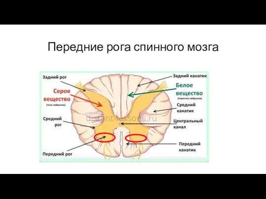 Передние рога спинного мозга