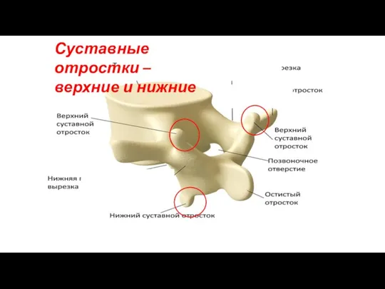 Суставные отростки – верхние и нижние