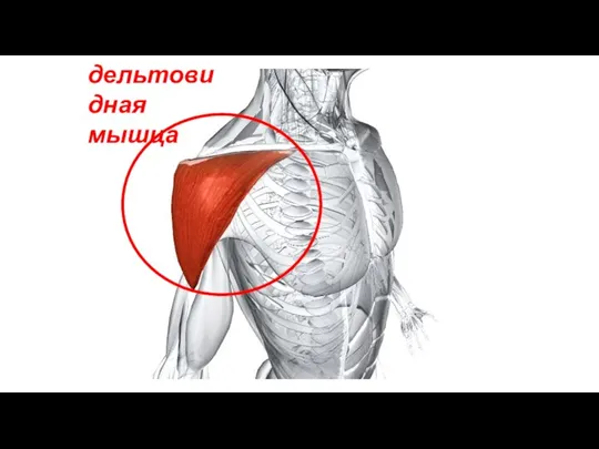 дельтовидная мышца