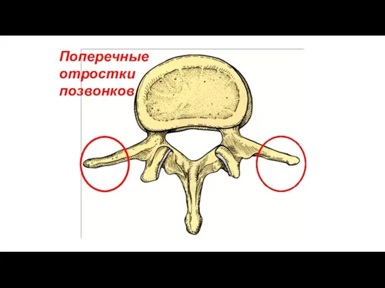 Поперечные отростки позвонков