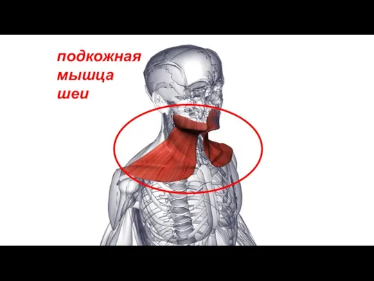 подкожная мышца шеи