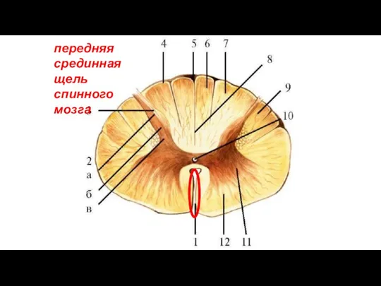 передняя срединная щель спинного мозга