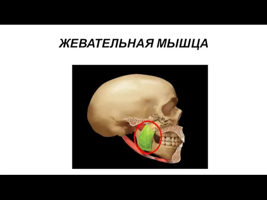 ЖЕВАТЕЛЬНАЯ МЫШЦА