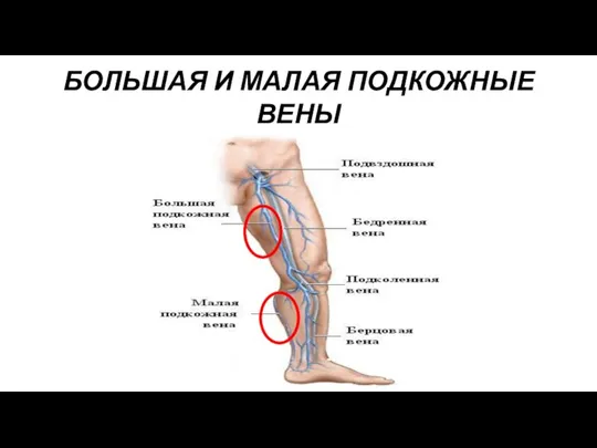 БОЛЬШАЯ И МАЛАЯ ПОДКОЖНЫЕ ВЕНЫ