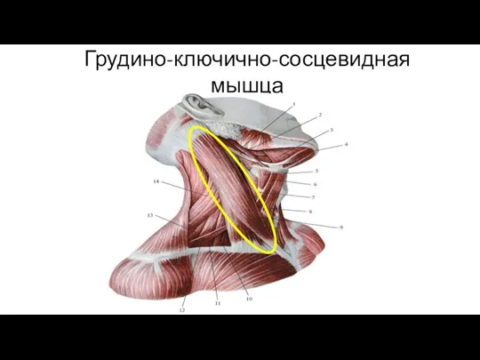 Грудино-ключично-сосцевидная мышца