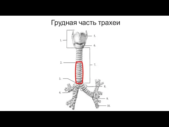 Грудная часть трахеи