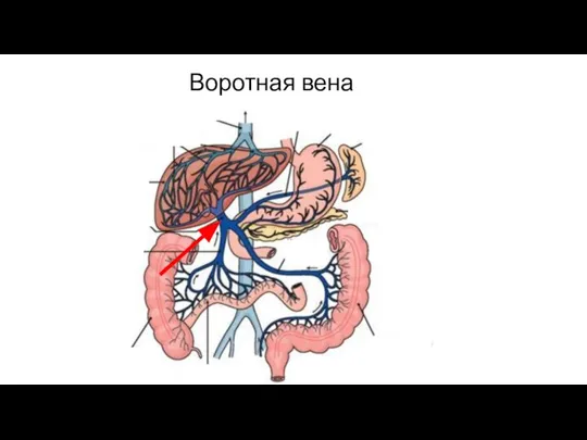 Воротная вена