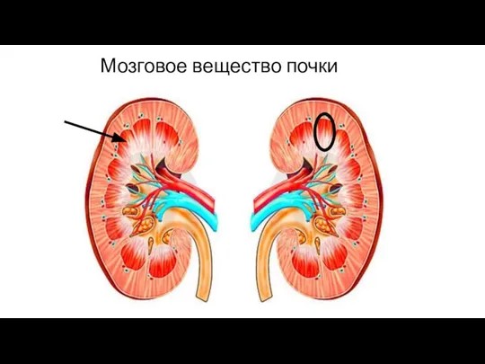 Мозговое вещество почки