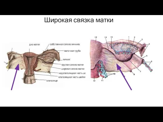 Широкая связка матки