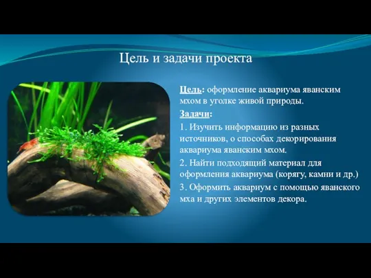 Цель и задачи проекта Цель: оформление аквариума яванским мхом в уголке живой