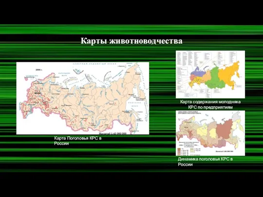 Карты животноводчества Карта Поголовья КРС в России Карта содержания молодняка КРС по