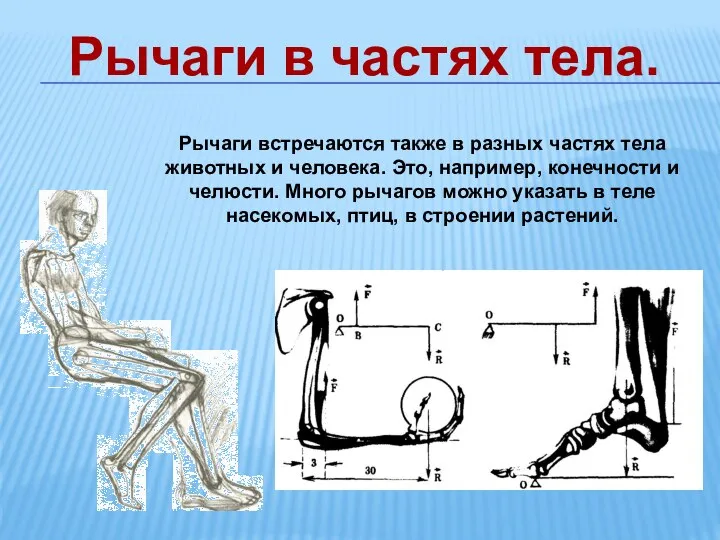 Рычаги в частях тела. Рычаги встречаются также в разных частях тела животных