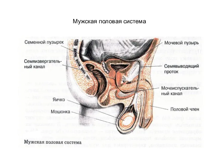 Мужская половая система