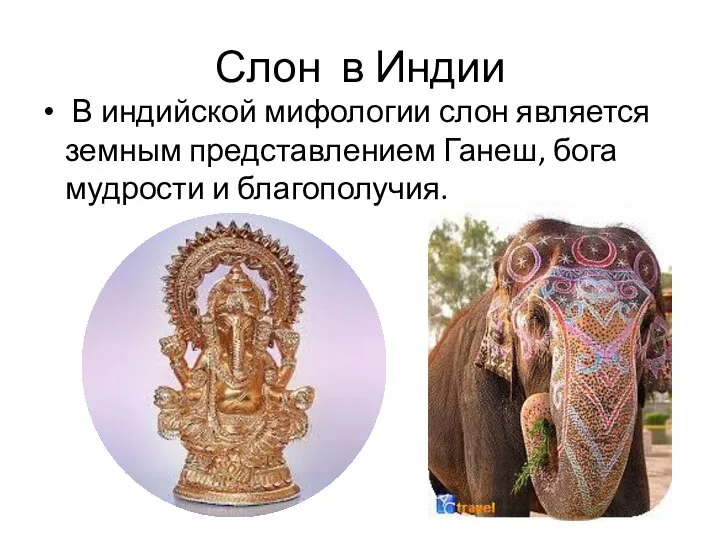 Слон в Индии В индийской мифологии слон является земным представлением Ганеш, бога мудрости и благополучия.