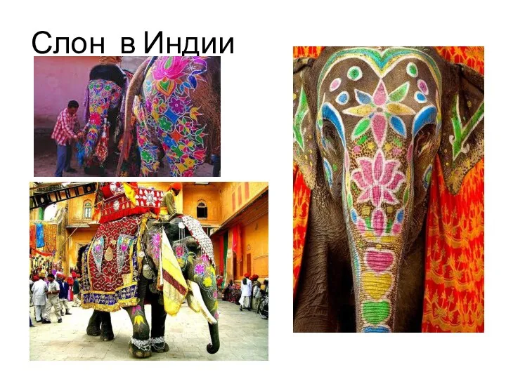 Слон в Индии