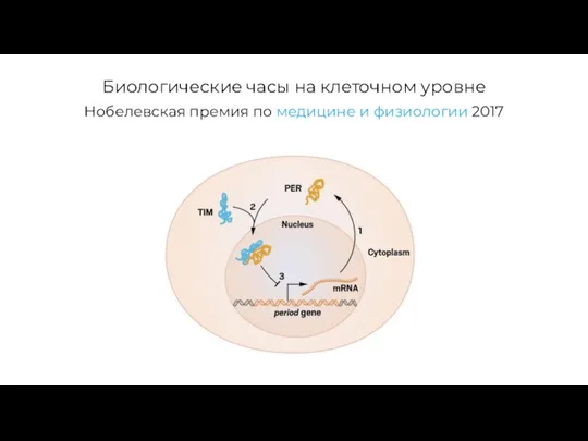 Биологические часы на клеточном уровне Нобелевская премия по медицине и физиологии 2017