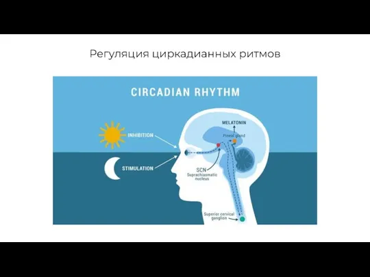 Регуляция циркадианных ритмов