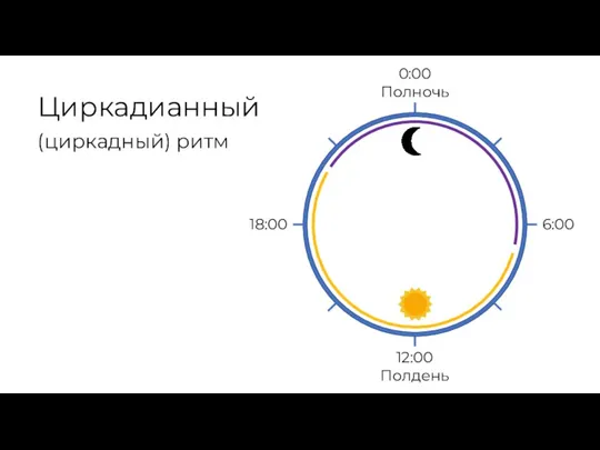 Циркадианный (циркадный) ритм 0:00 Полночь 12:00 Полдень 6:00 18:00