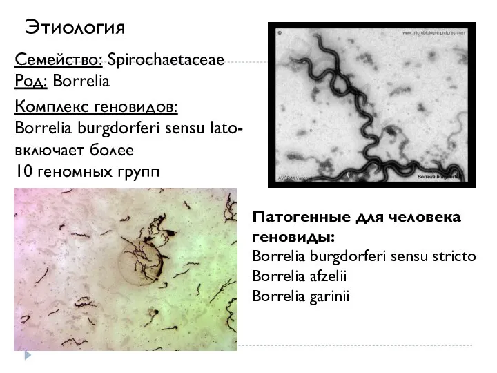 Семейство: Spirochaetaceae Род: Borrelia Комплекс геновидов: Borrelia burgdorferi sensu lato- включает более