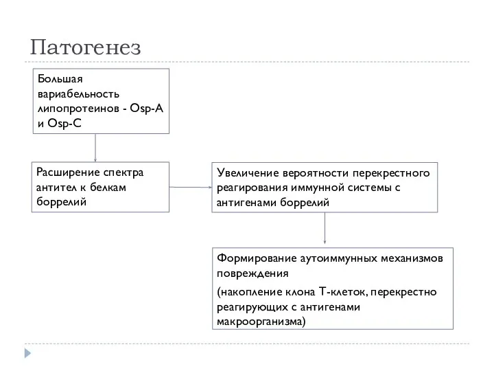 Патогенез Формирование аутоиммунных механизмов повреждения (накопление клона Т-клеток, перекрестно реагирующих с антигенами