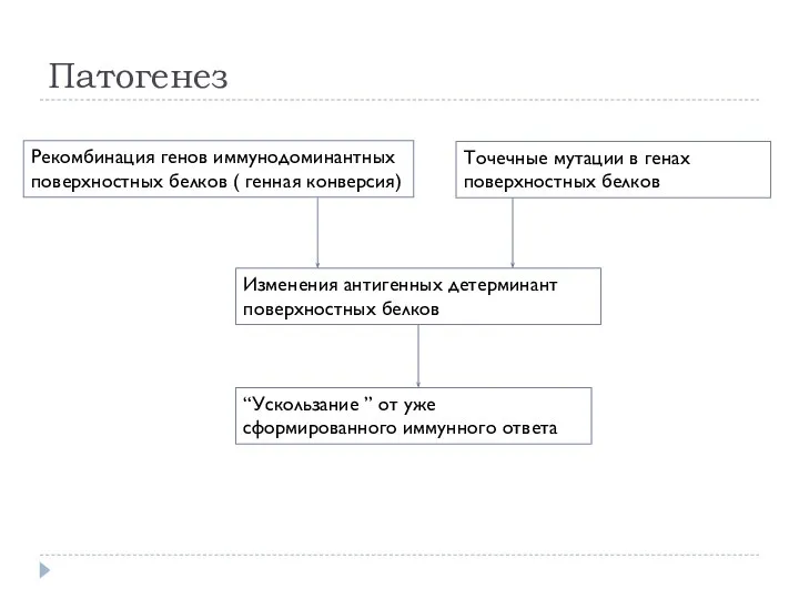 Патогенез Рекомбинация генов иммунодоминантных поверхностных белков ( генная конверсия) Изменения антигенных детерминант