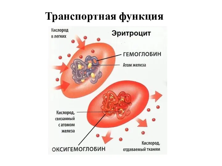 Транспортная функция