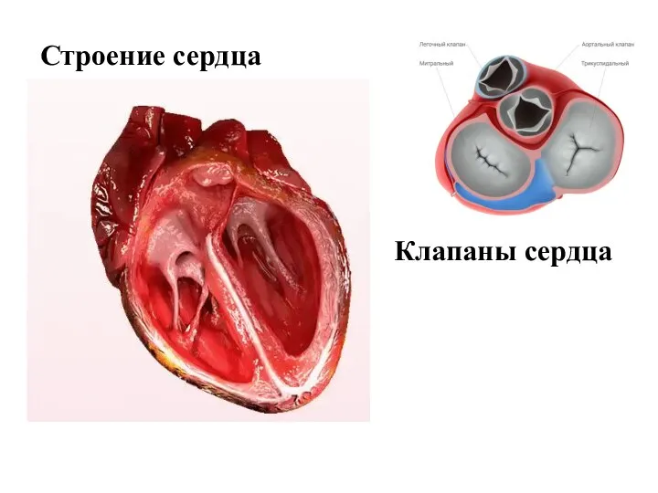 Строение сердца Клапаны сердца