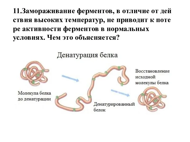 11.Замораживание ферментов, в от­ли­чие от дей­ствия вы­со­ких температур, не при­во­дит к по­те­ре